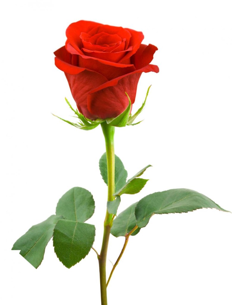 red_rose