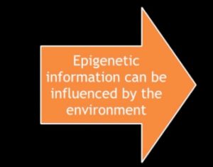 epigenetic modification